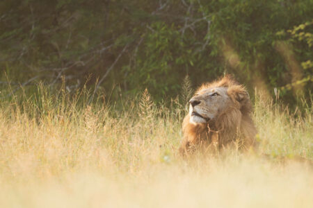Lion lying in grass in safari part