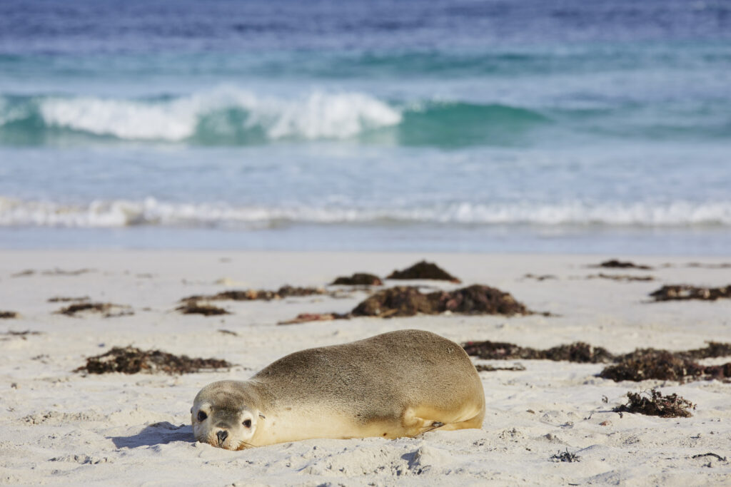 Australian sea lion resting on the sand at Seal Bay, Kangaroo Island