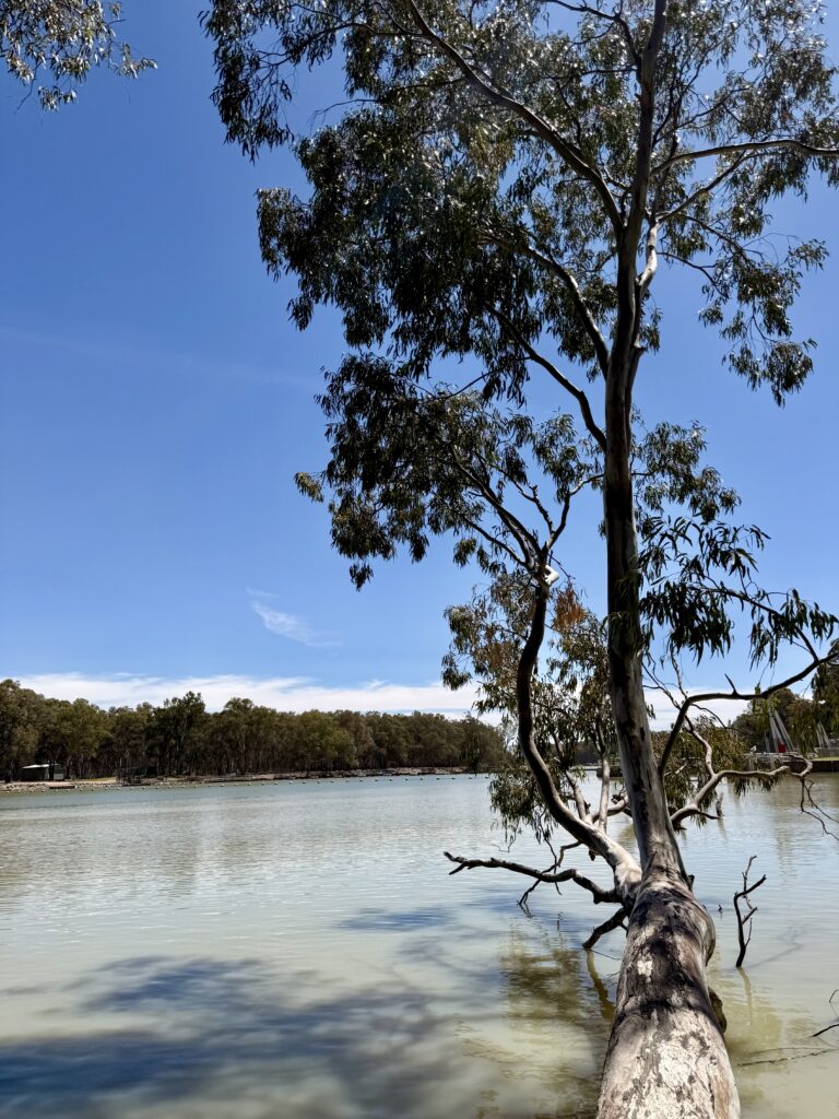 beautiful old gum tree and calm murray river waters
